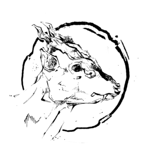 Black and white drawing of a Muntjac deer head in profile framed by a circle, drawn in stylised naturalism with pen lines and marks that contrast fluidity with sharply hatched areas.